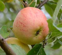 Nyudviklet æble